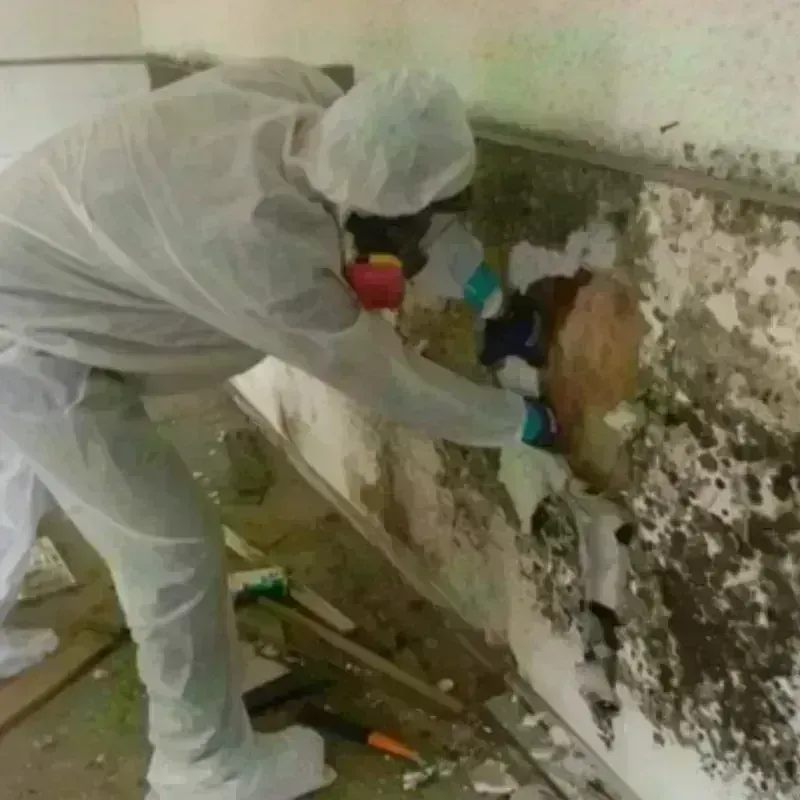 Mold Remediation and Removal in Francis, UT